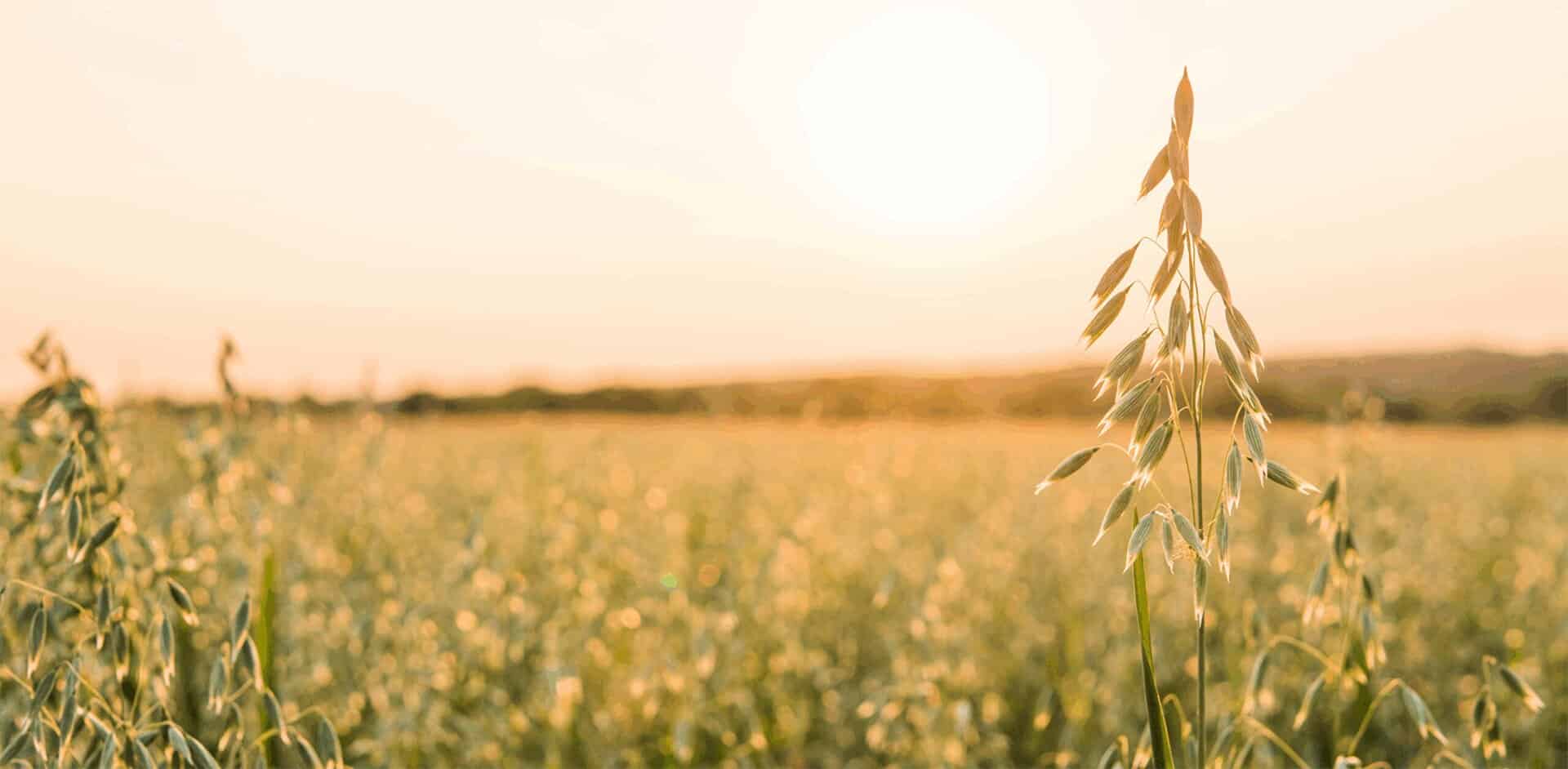 为什么选择欧洲燕麦 1 European Oats