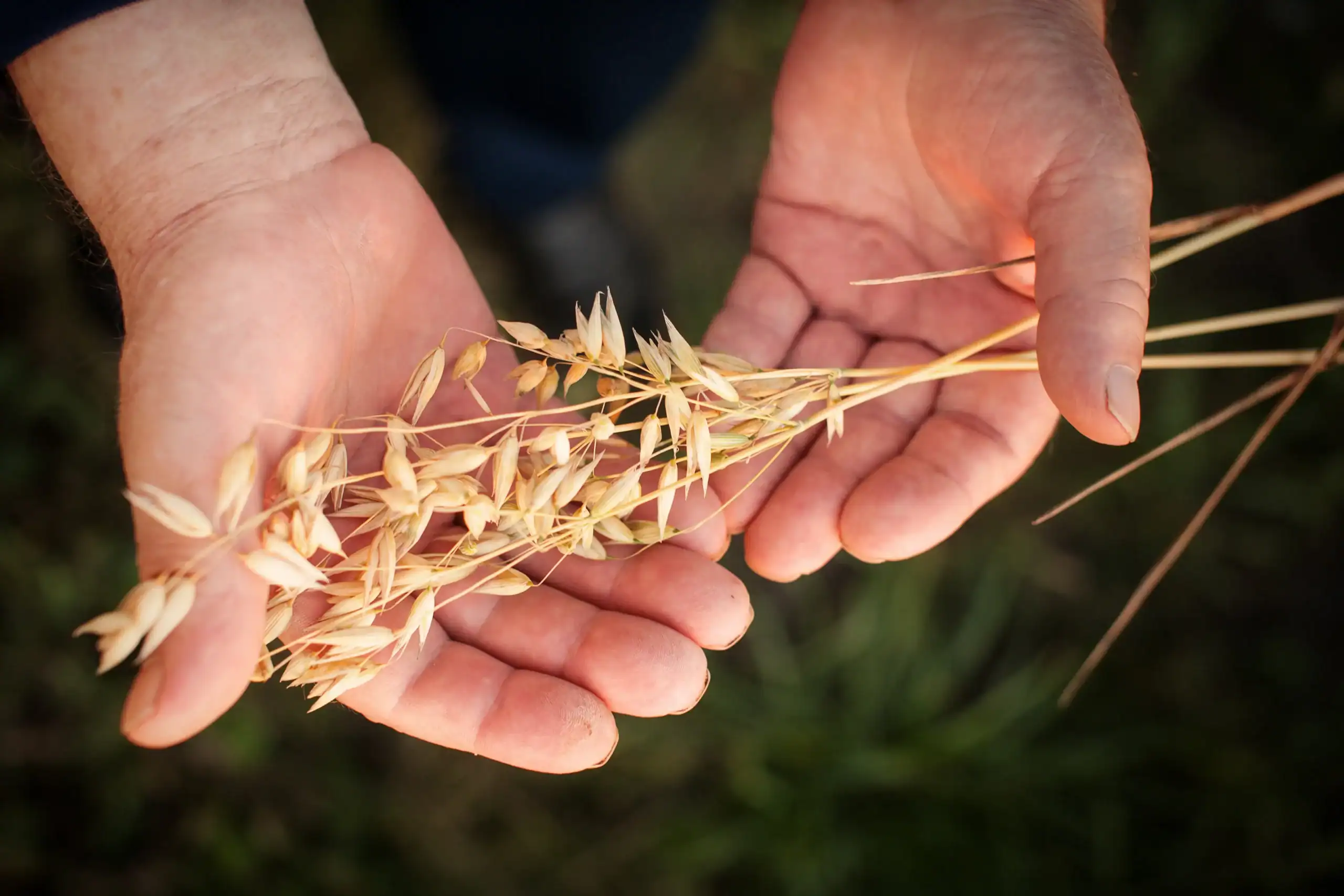 Hand holding harvested oats